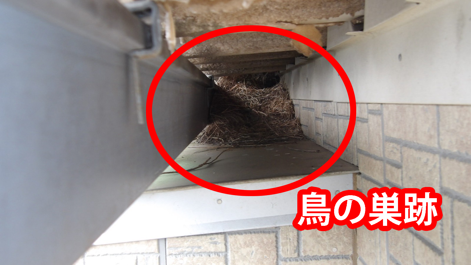 行方市で外壁塗装。施工前に鳥の巣を撤去してから安全に工事を行います。