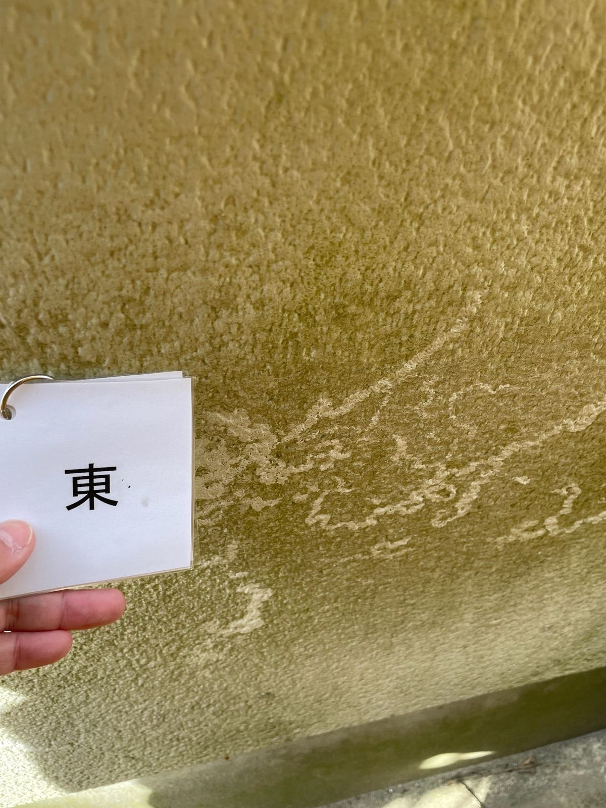 コケの繁殖