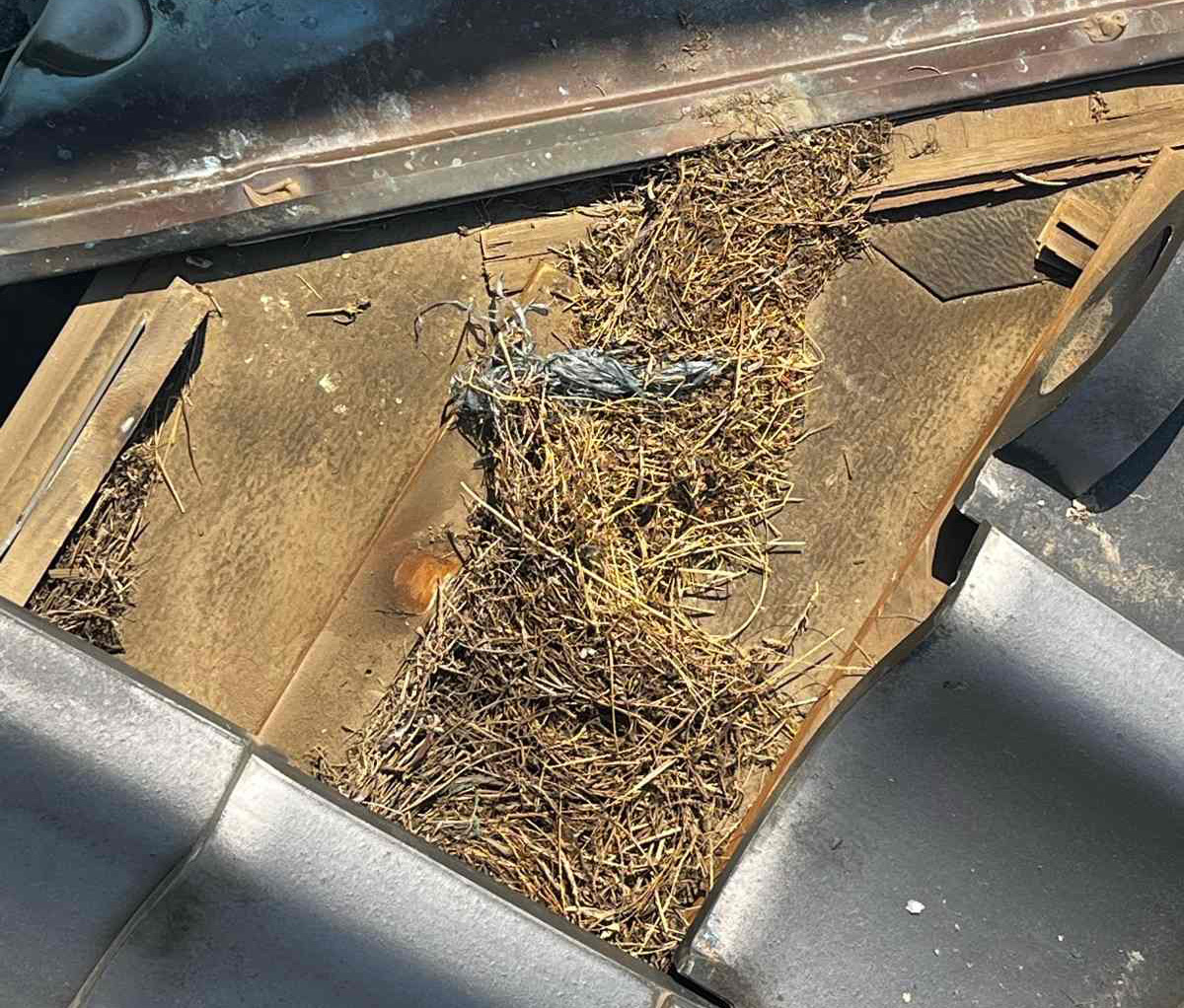 屋根を剥がしたら鳥の巣が見つかった現場