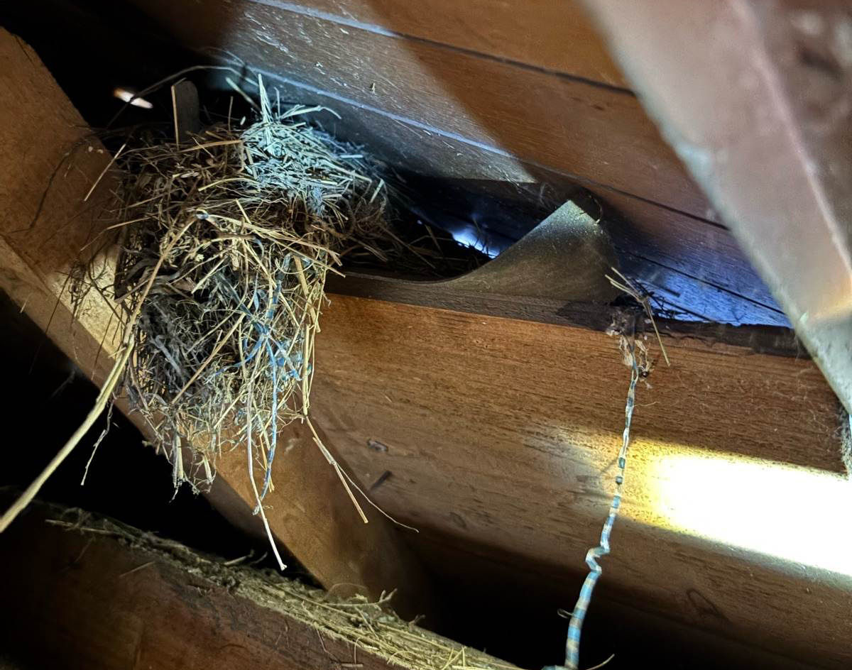 鳥の巣撤去