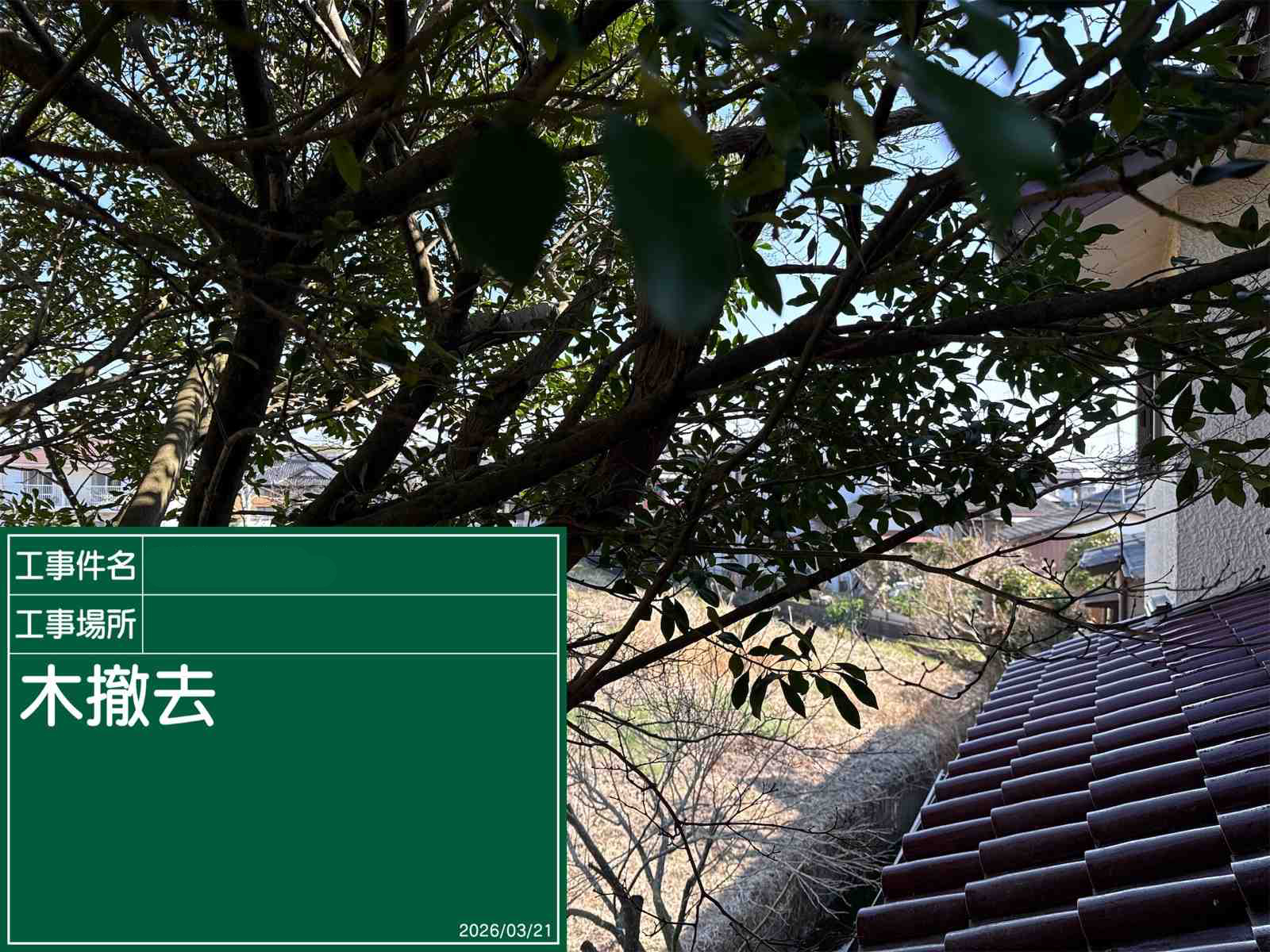 庭木剪定